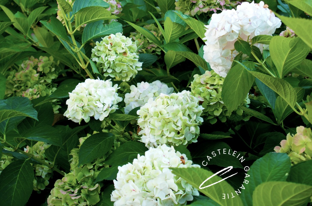 Hoe kies je de beplanting voor jouw tuin?
